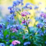 Petit jardin