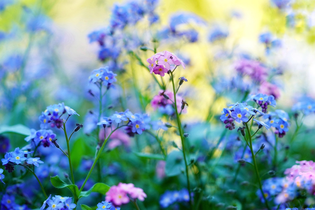 Petit jardin