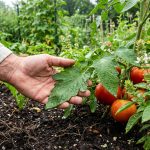 Jardin verdoyant avec plantes robustes et sol bien arrosé