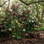 Camélia en pleine floraison dans un jardin mi-ombre, idéal pour une plantation réussie