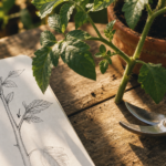 Gourmande tomate repérée à tailler sur plant de tomate