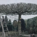 Tailler un tilleul en parasol : branches horizontales à 2,50 m
