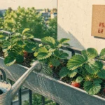 Plantation fraisier en hauteur en gouttière zinc : drainage et arrosage, fruits